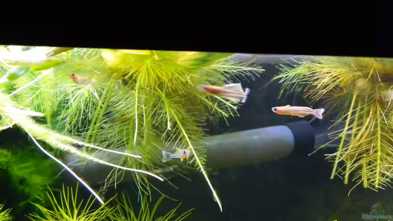 Besatz im Aquarium Blue-Eyed Angels (nur noch Beispiel) von Nick3 (51)