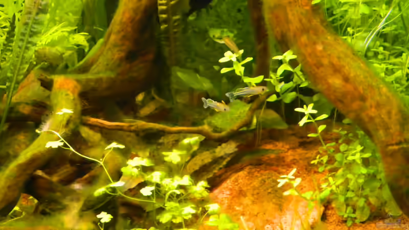 Besatz im Aquarium Blue-Eyed Angels (nur noch Beispiel) von Nick3 (52)