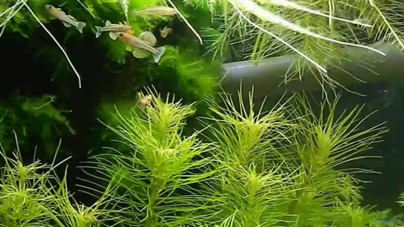 Besatz im Aquarium Blue-Eyed Angels (nur noch Beispiel) von Nick3 (54)