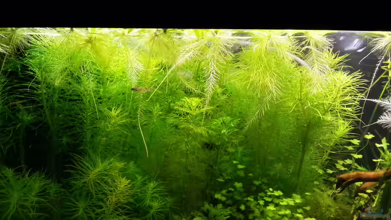 Besatz im Aquarium Blue-Eyed Angels (nur noch Beispiel) von Nick3 (57)