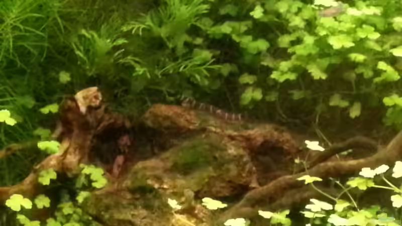 Besatz im Aquarium Blue-Eyed Angels (nur noch Beispiel) von Nick3 (58)