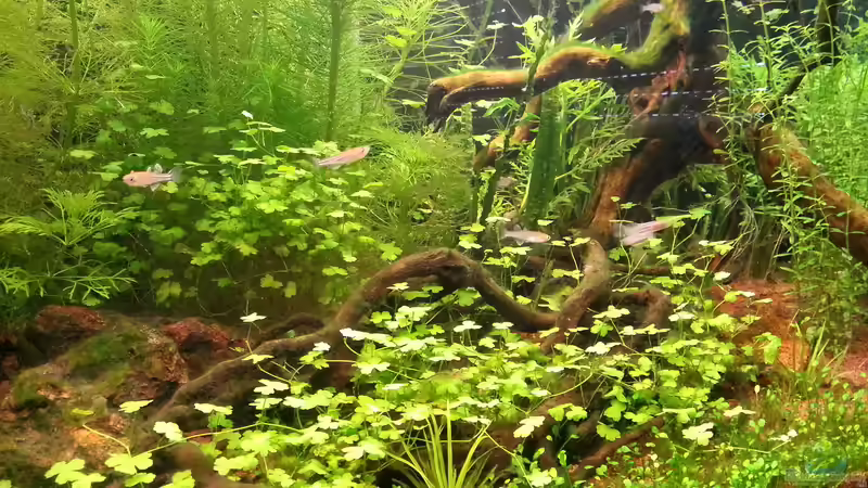 Besatz im Aquarium Blue-Eyed Angels (nur noch Beispiel) von Nick3 (59)