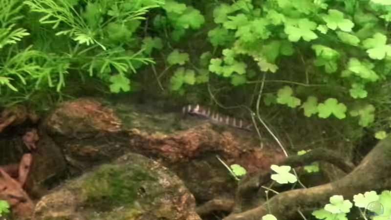 Besatz im Aquarium Blue-Eyed Angels (nur noch Beispiel) von Nick3 (60)