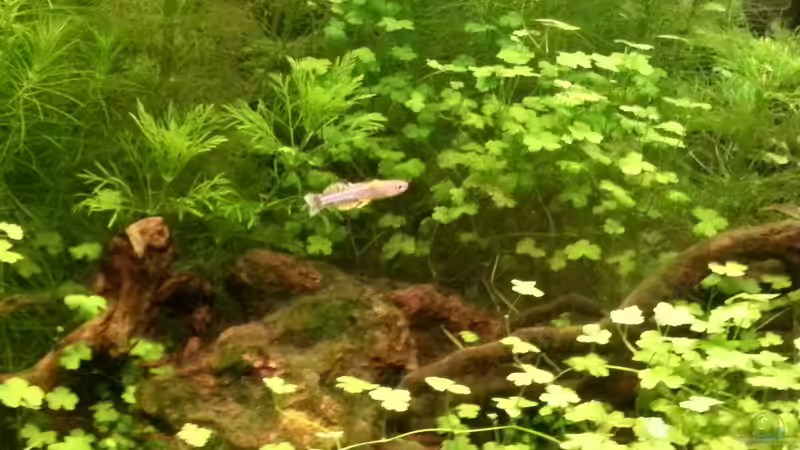 Besatz im Aquarium Blue-Eyed Angels (nur noch Beispiel) von Nick3 (61)