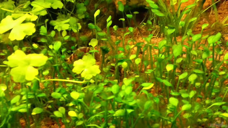 Besatz im Aquarium Blue-Eyed Angels (nur noch Beispiel) von Nick3 (62)