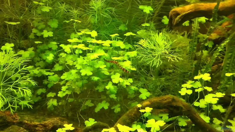 Besatz im Aquarium Blue-Eyed Angels (nur noch Beispiel) von Nick3 (63)