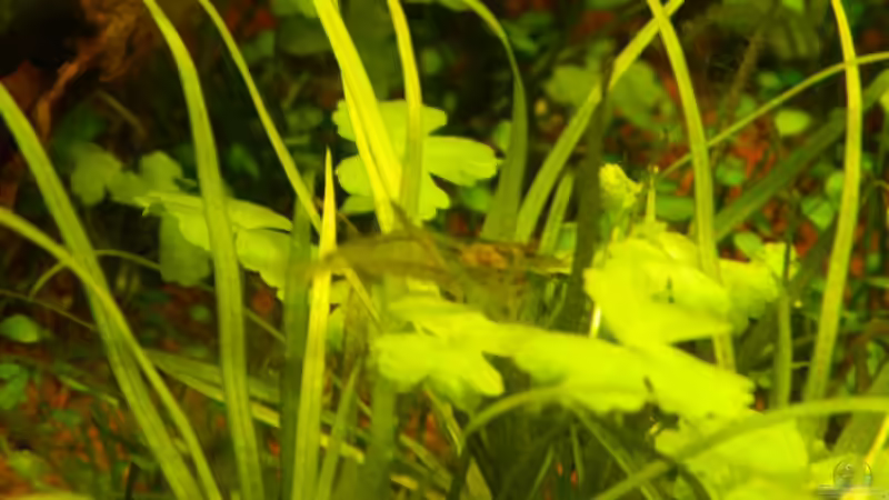 Besatz im Aquarium Blue-Eyed Angels (nur noch Beispiel) von Nick3 (64)