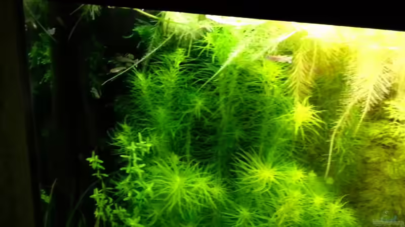 Besatz im Aquarium Blue-Eyed Angels (nur noch Beispiel) von Nick3 (66)