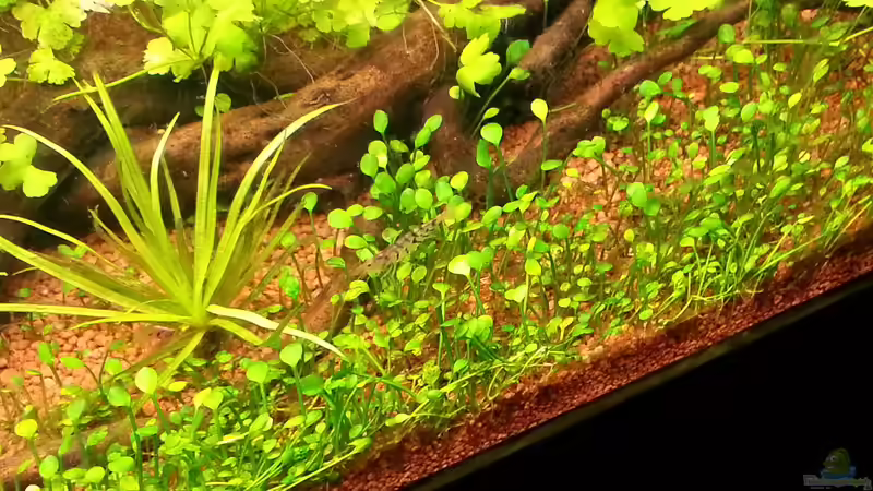 Besatz im Aquarium Blue-Eyed Angels (nur noch Beispiel) von Nick3 (68)