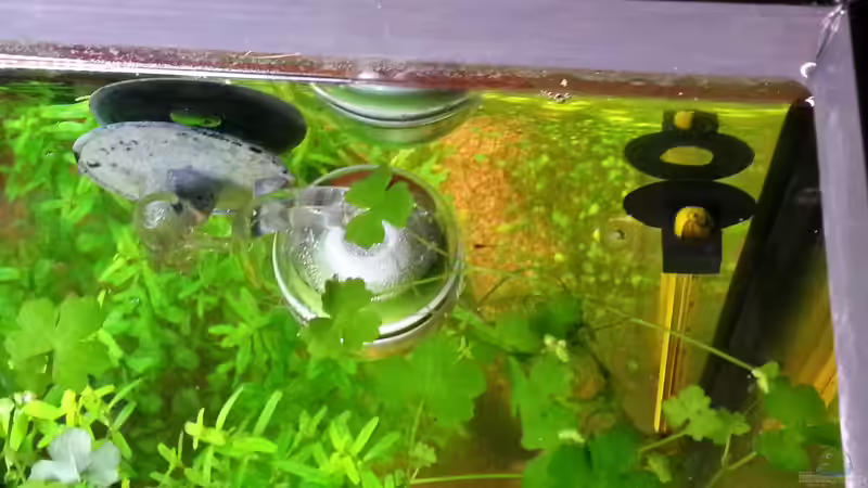 Besatz im Aquarium Blue-Eyed Angels (nur noch Beispiel) von Nick3 (69)