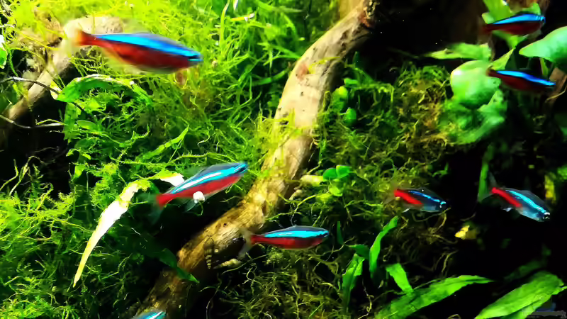 Besatz im Aquarium Blue Hole von Bermuda 3eck (48)