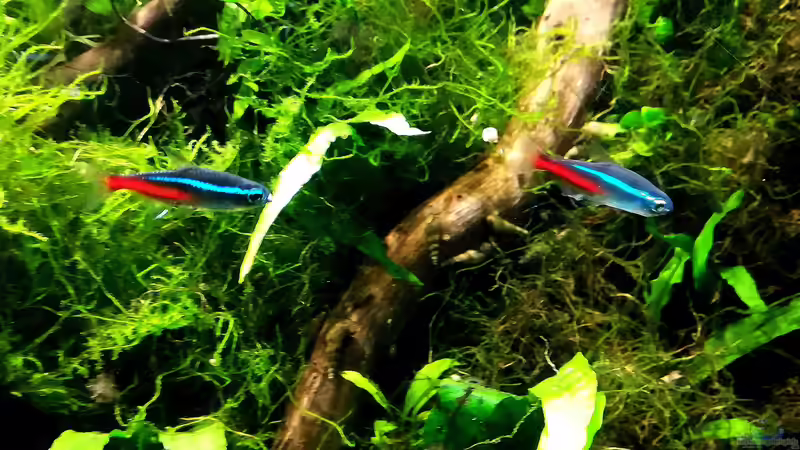 Besatz im Aquarium Blue Hole von Bermuda 3eck (49)