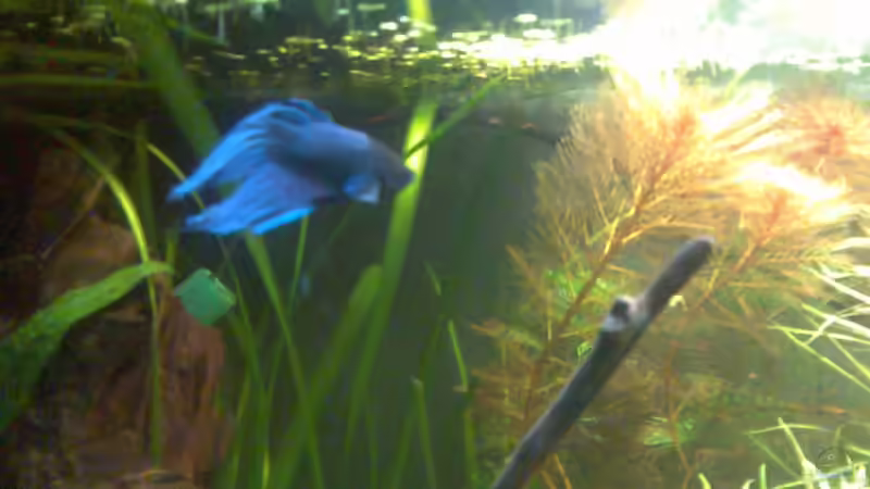 Besatz im Aquarium Blue Kafiman Biotope von Tamispapsi (5)