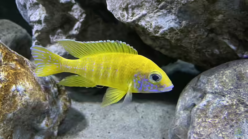 Besatz im Aquarium blue malawi (wurde aufgelöst) von AW. (17)