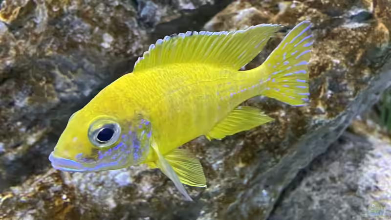Besatz im Aquarium blue malawi (wurde aufgelöst) von AW. (18)