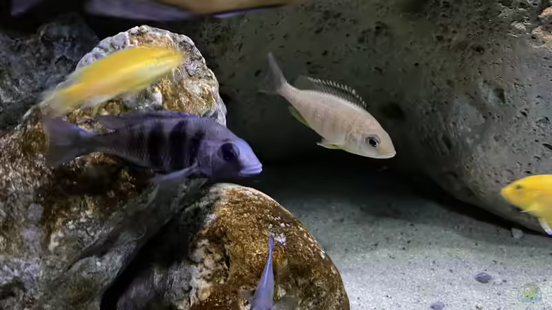Besatz im Aquarium blue malawi (wurde aufgelöst) von AW. (22)