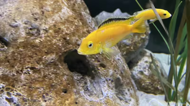 Besatz im Aquarium blue malawi (wurde aufgelöst) von AW. (34)