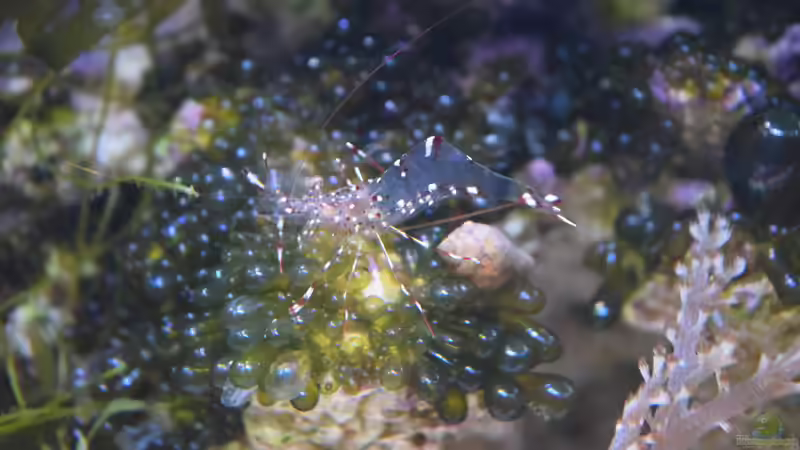 Besatz im Aquarium Blue Silence (aufgelöst) von Junglist (45)