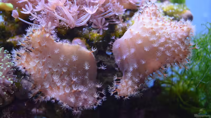 Besatz im Aquarium Blue Silence (aufgelöst) von Junglist (46)