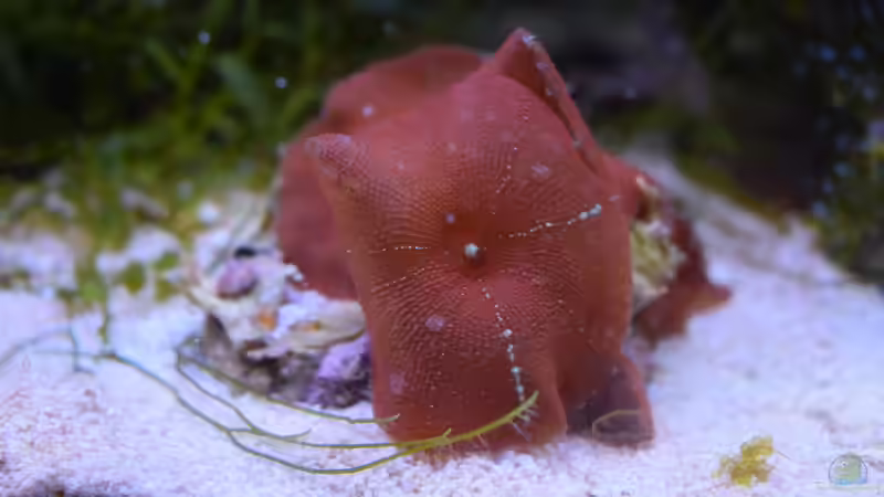 Besatz im Aquarium Blue Silence (aufgelöst) von Junglist (47)