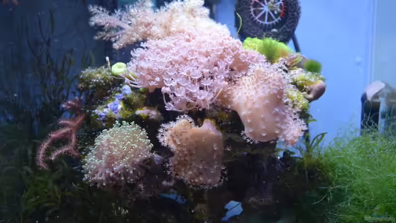 Besatz im Aquarium Blue Silence (aufgelöst) von Junglist (48)