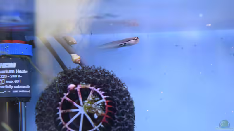 Besatz im Aquarium Blue Silence (aufgelöst) von Junglist (49)