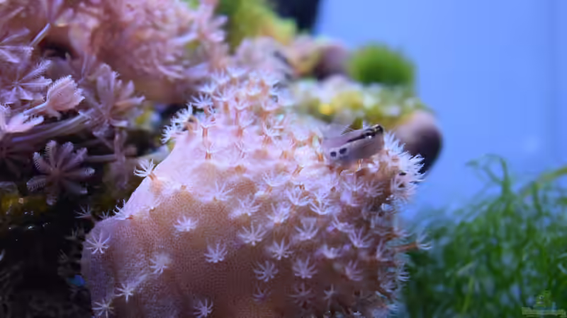 Besatz im Aquarium Blue Silence (aufgelöst) von Junglist (51)