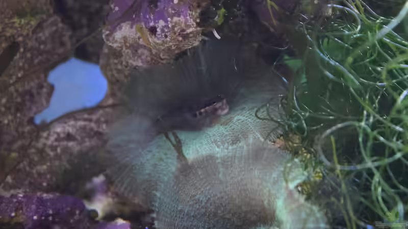 Besatz im Aquarium Blue Silence (aufgelöst) von Junglist (52)