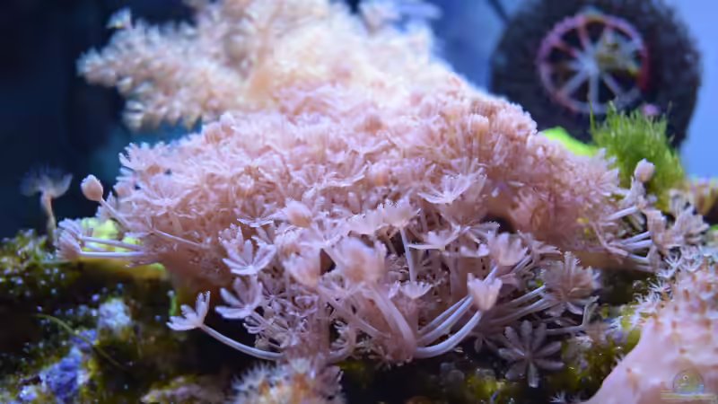 Besatz im Aquarium Blue Silence (aufgelöst) von Junglist (53)