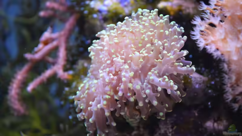 Besatz im Aquarium Blue Silence (aufgelöst) von Junglist (55)