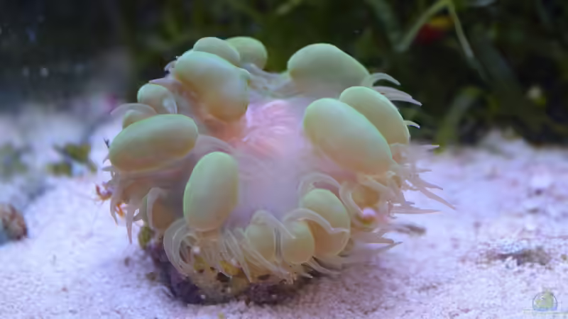 Besatz im Aquarium Blue Silence (aufgelöst) von Junglist (56)