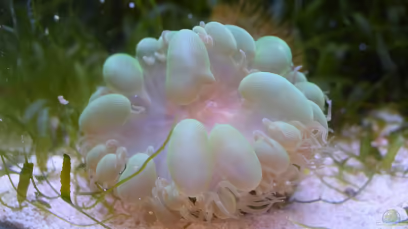 Besatz im Aquarium Blue Silence (aufgelöst) von Junglist (57)