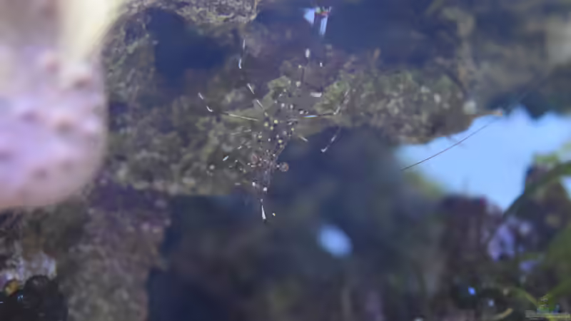 Besatz im Aquarium Blue Silence (aufgelöst) von Junglist (58)