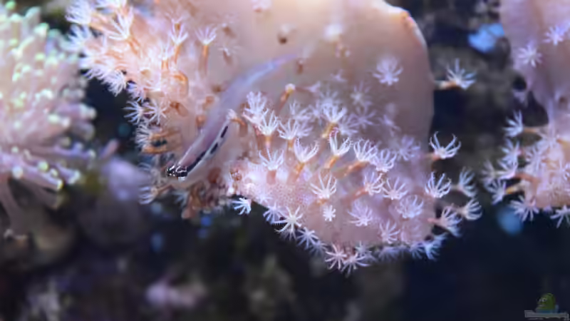 Besatz im Aquarium Blue Silence (aufgelöst) von Junglist (60)