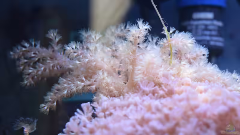 Besatz im Aquarium Blue Silence (aufgelöst) von Junglist (61)