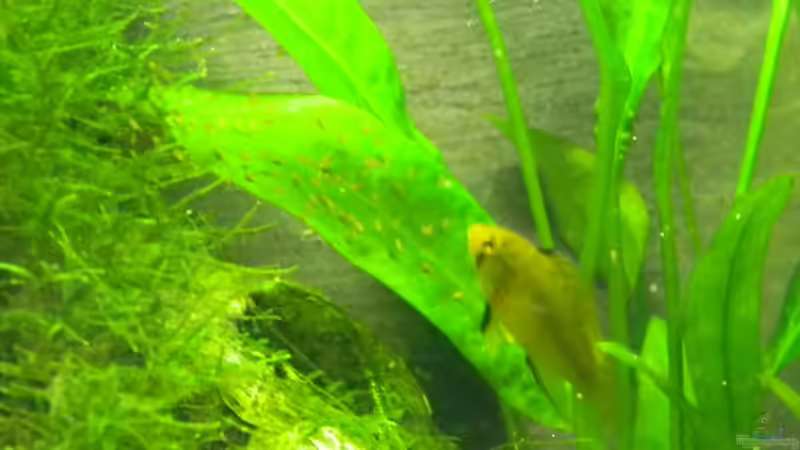 Besatz im Aquarium Borellis Home Nur noch als Beispiel von Alfur (17)