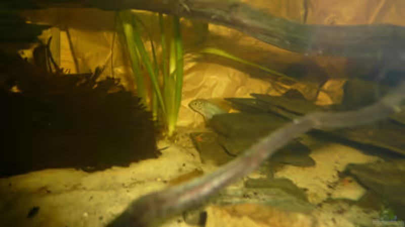 Besatz im Aquarium Borellis von Cichlid Power (14)