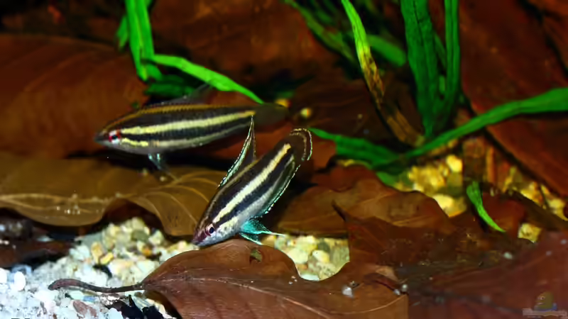 Besatz im Aquarium Borneo von Koehler (10)