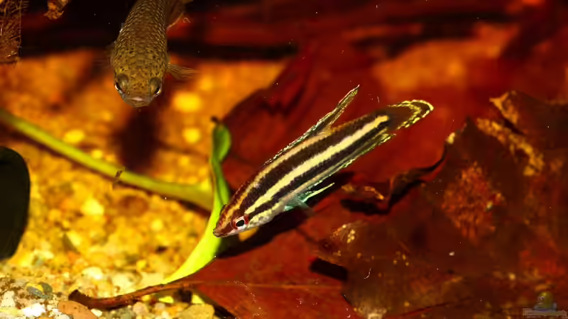 Besatz im Aquarium Borneo von Koehler (13)