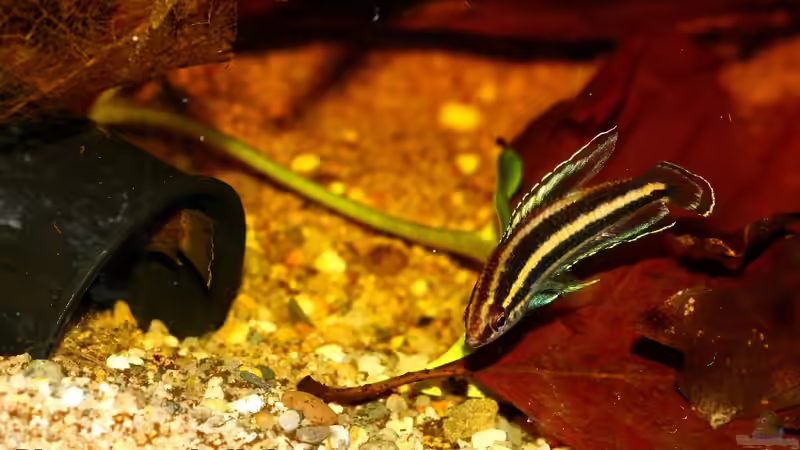 Besatz im Aquarium Borneo von Koehler (15)