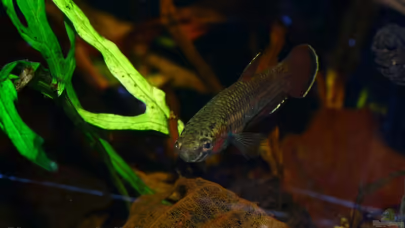 Besatz im Aquarium Borneo von Koehler (16)