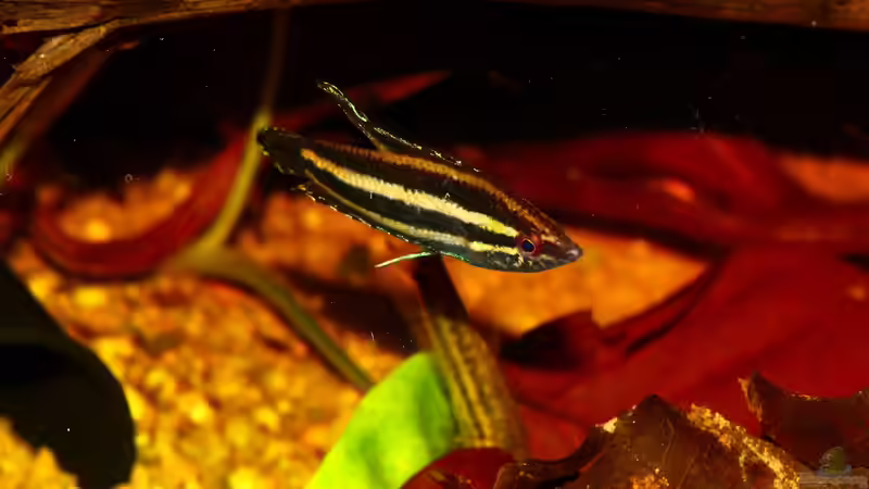 Besatz im Aquarium Borneo von Koehler (4)