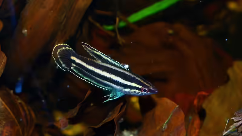 Besatz im Aquarium Borneo von Koehler (7)