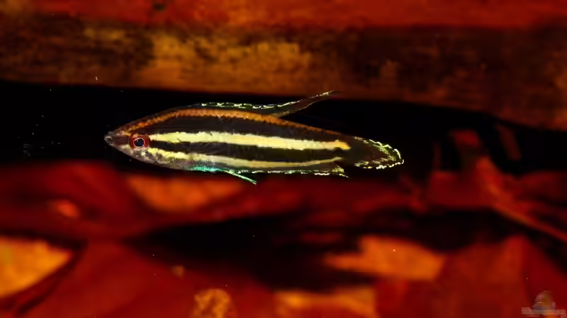 Besatz im Aquarium Borneo von Koehler (9)