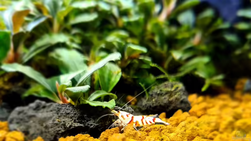 Besatz im Aquarium Borneo Wild von AquaTobi90 (33)