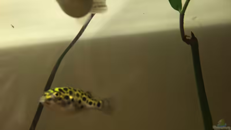 Besatz im Aquarium Brackwasser-Mangroventümpel von Kugelfisch (5)