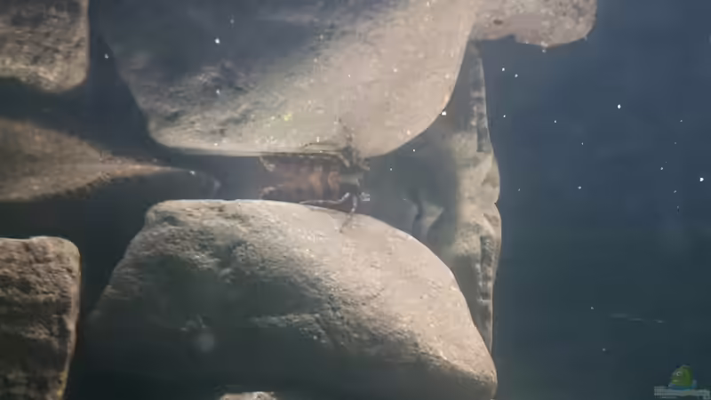 Besatz im Aquarium Brackwasser Paludarium von David Hartleib (10)