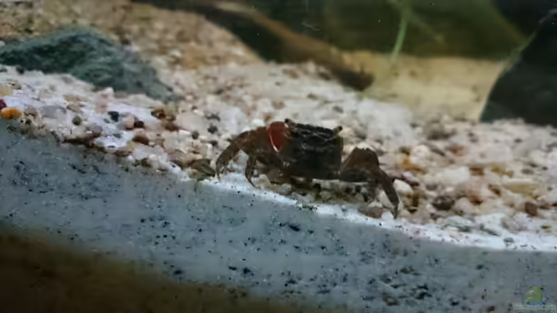 Besatz im Aquarium Brackwasser Paludarium von David Hartleib (4)