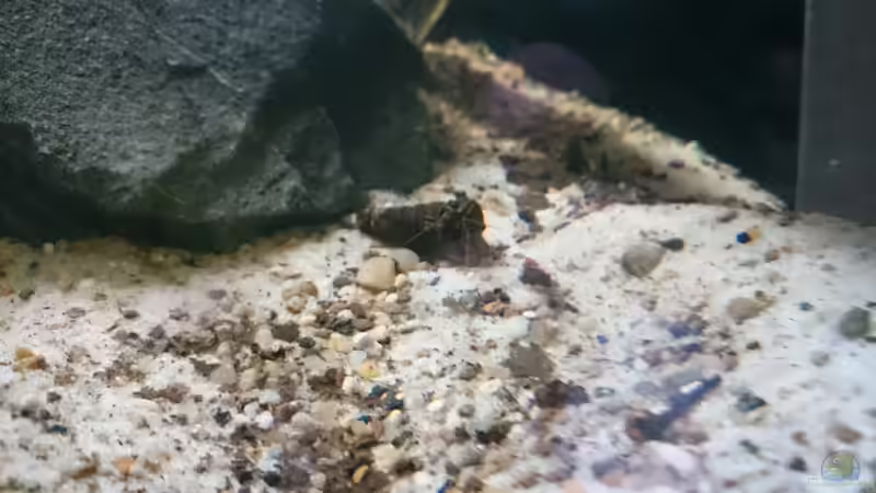 Besatz im Aquarium Brackwasser Paludarium von David Hartleib (5)