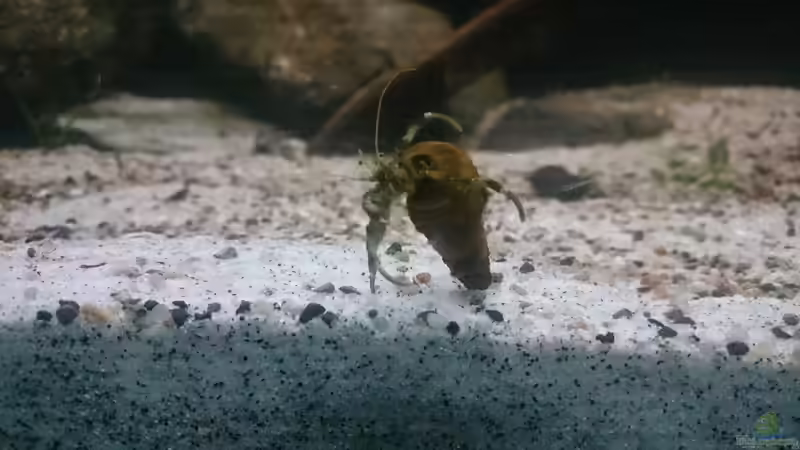 Besatz im Aquarium Brackwasser Paludarium von David Hartleib (6)